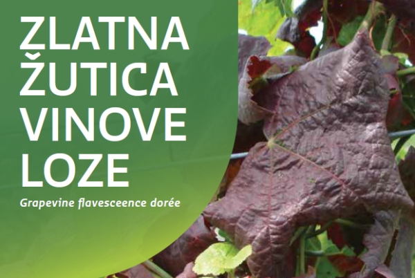 Spriječimo daljnje &scaron;irenje zlatne žutice i propadanje vinograda
